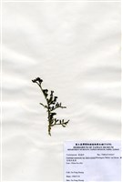 藏品(棒型總狀蕨藻)的圖片